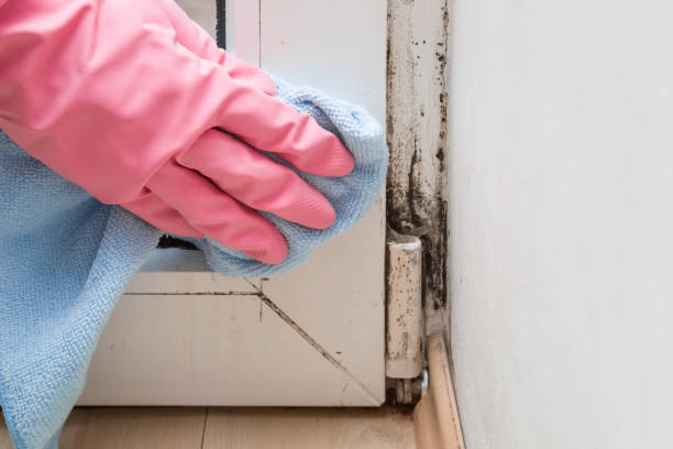 Mold Remediation for Vacation Homes in Cuthbert, GA